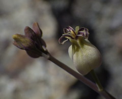 Caulanthus amplexicaulis barbarae