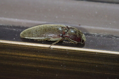 Orthostethus sieboldi