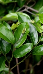 Desmos chinensis