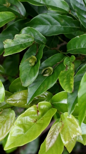 Desmos chinensis, photograph 2