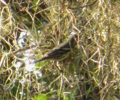 Setophaga dominica image