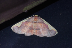 Nothomiza oxygoniodes