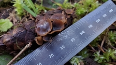 Ciboria rufofusca