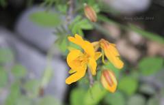 Cassiinae