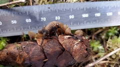 Ciboria rufofusca