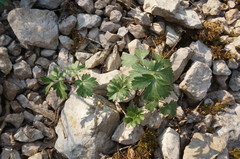 Heracleum ligusticifolium