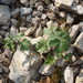 Heracleum ligusticifolium - Photo (c) Сергей, algunos derechos reservados (CC BY-NC)