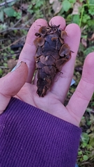 Ciboria rufofusca