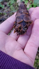 Ciboria rufofusca