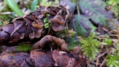 Ciboria rufofusca