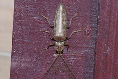 Pectocera yonaha