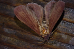 Dendrolimus okinawanus
