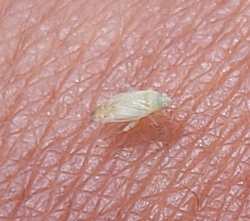 iNaturalist observation photo of Phylini