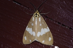 Utetheisa okinawensis