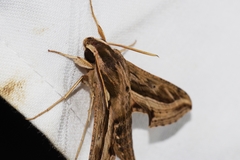 Hippotion velox