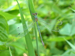 Lestes dryas