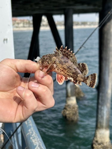 Scorpaena guttata