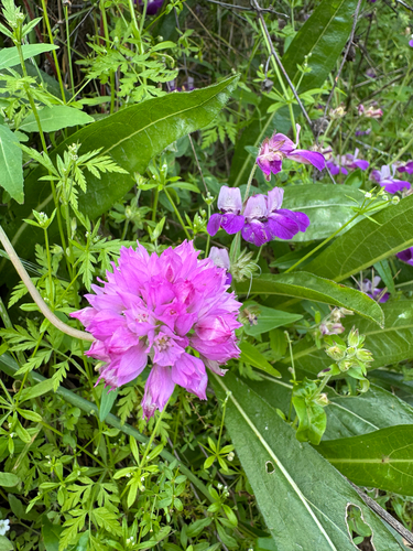Allium serra, photograph 1