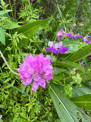 Allium serra, photograph (c) wildflowerwatching, some rights reserved (CC BY)