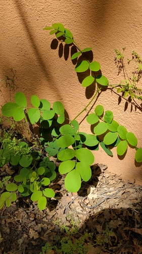 iNaturalist observation photo of black locust