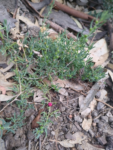 ruby saltbush