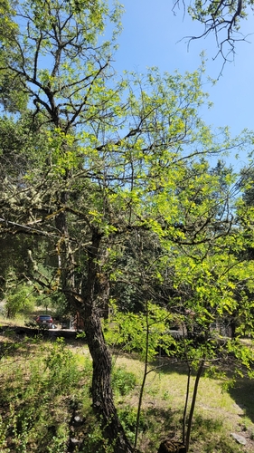 iNaturalist observation photo of black locust