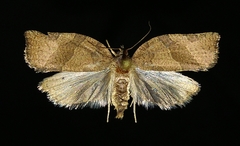 Pandemis canadana