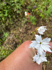 (c) wildflowerwatching, some rights reserved (CC BY) Lithophragma affine, photograph (c) wildflowerwatching, some rights reserved (CC BY)