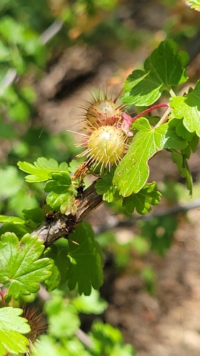 iNaturalist observation photo of hillside gooseberry