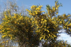 Acacia pycnantha