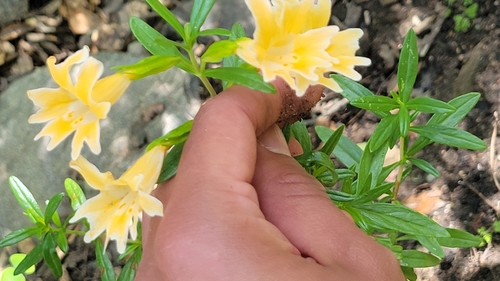 iNaturalist observation photo of Monterey Monkeyflower