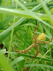 Argiope magnifica