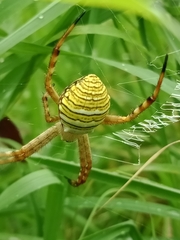 Argiope magnifica