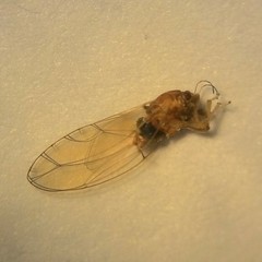 Trioza adventicia
