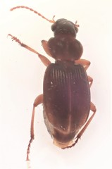 Lecanomerus