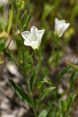 Bouchetia erecta