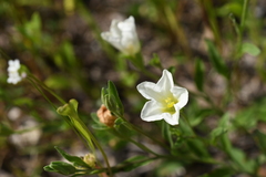 Bouchetia erecta