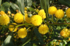 Acacia pycnantha