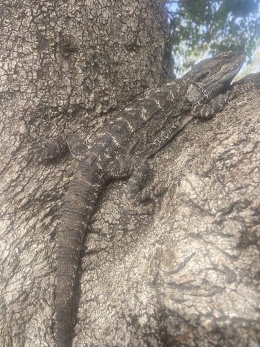 Eastern Bearded Dragon