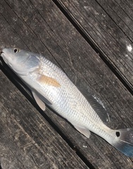 Sciaenops
