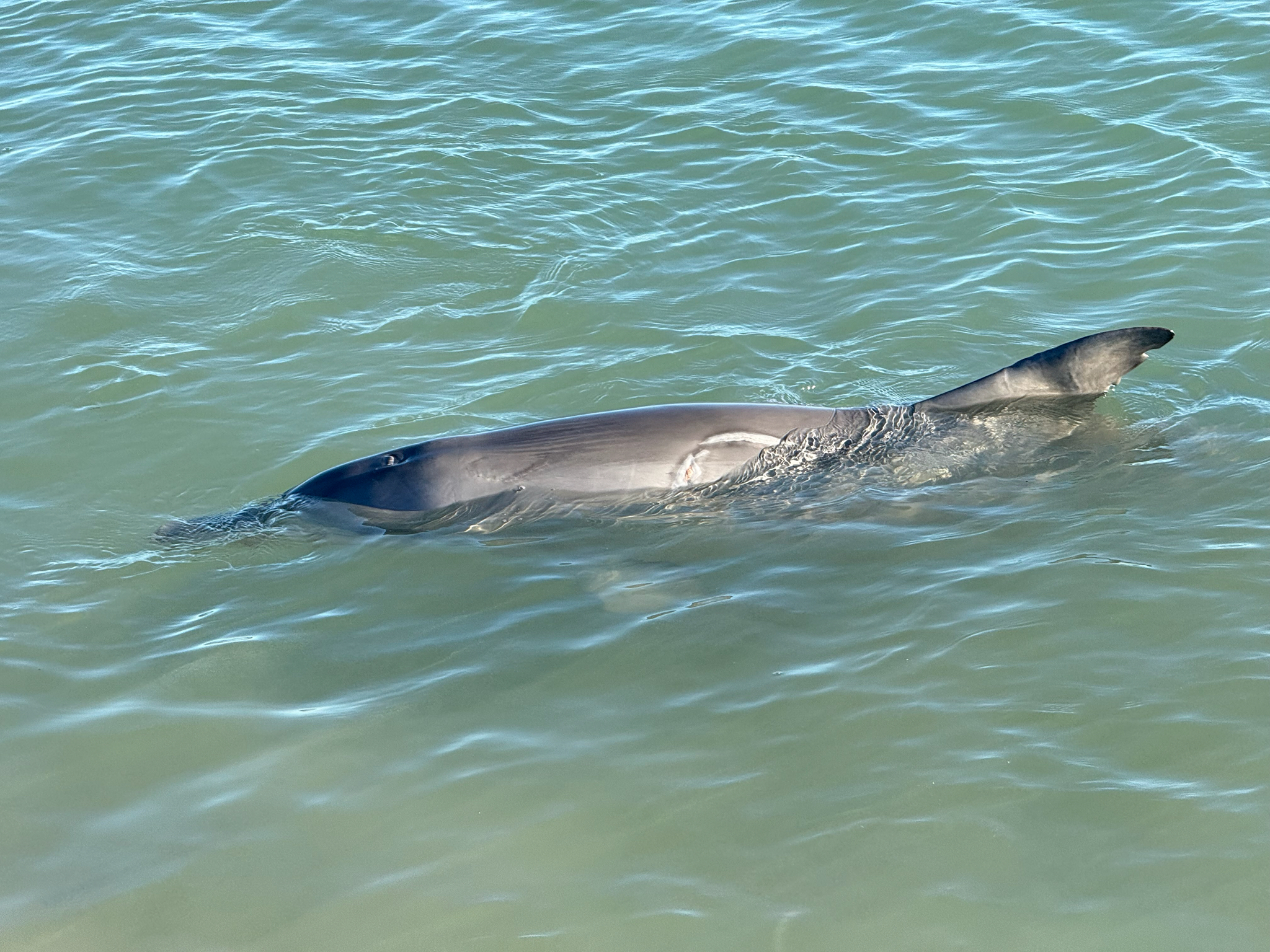 Tursiops aduncus