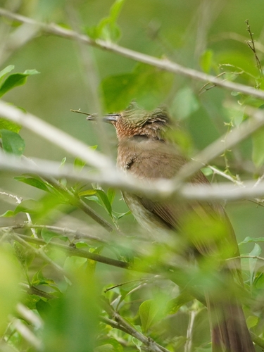 Philippine Bulbul (Hypsipetes philippinus), photo 4