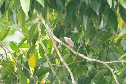 Red-keeled Flowerpecker (Dicaeum australe), photo 4