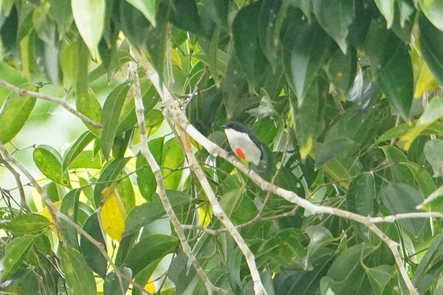 Red-keeled Flowerpecker (Dicaeum australe), photo 4