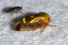 Ophiderma evelyna
