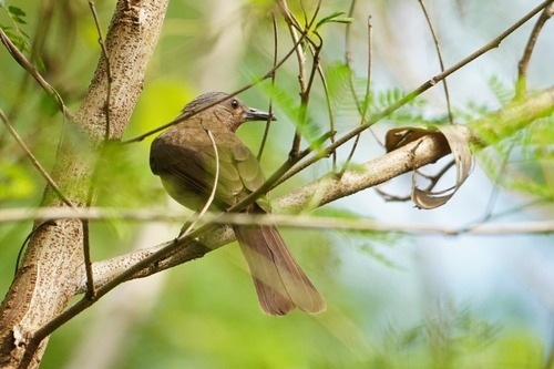 Philippine Bulbul (Hypsipetes philippinus), photo 5