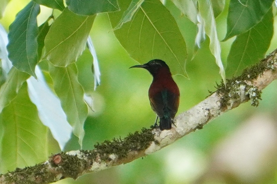 Purple-throated Sunbird (Leptocoma sperata), photo 3