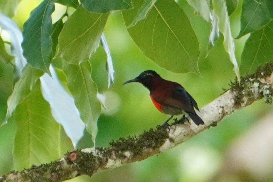 Purple-throated Sunbird (Leptocoma sperata), photo 4