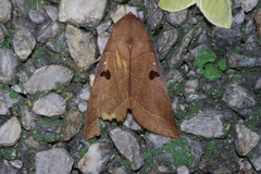 Thyas coronata
