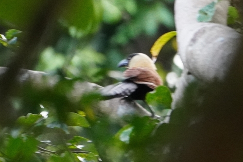 Black-faced Coucal (Centropus melanops), photo 3